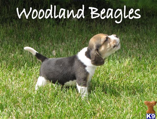 beagle puppies mn document moved beagle puppies mn document moved