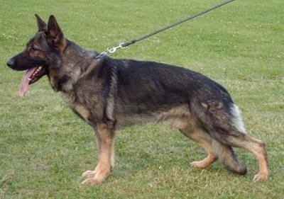 SG Athos vom haus Sevens SchH3 GHP3 KKL1 Belgium Regional Schutzhund Champion x 2 etc
