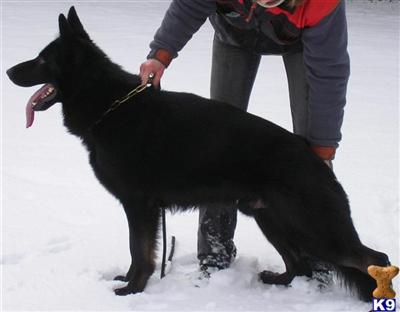 Top Working bloodlines, solid black male pup