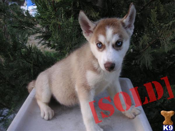 AKC Siberian Husky Puppy