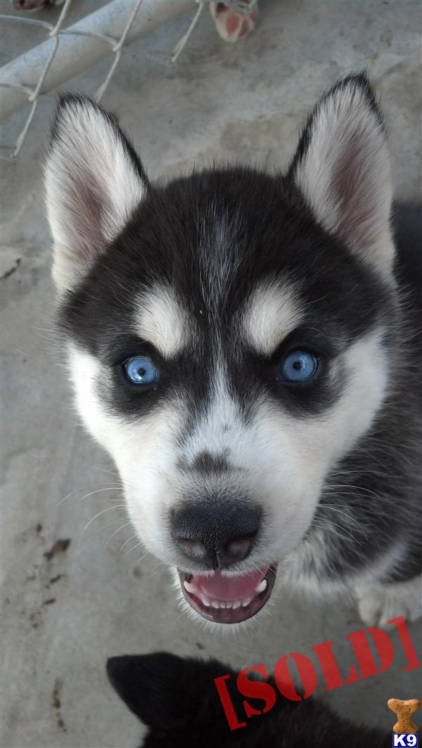 pomeranian husky mix puppies for sale in tennessee pomeranian husky mix for sale in alabama breeds picture breeds picture pomeranian husky mix puppies for sale in tennessee pomeranian husky mix for sale in alabama breeds picture breeds picture