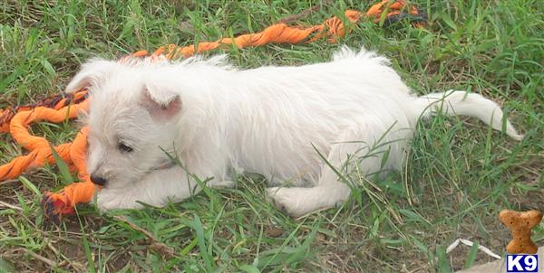 Dottie Dee pups
