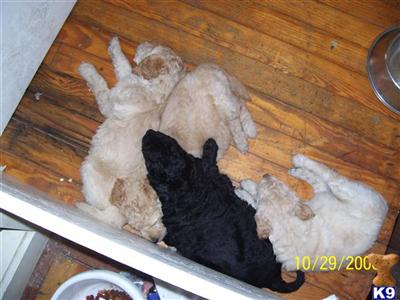 Beautiful well reared Cape Cod Goldendoodles