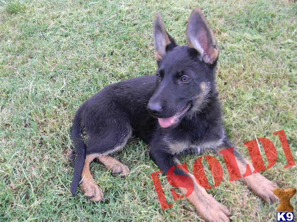 AKC DDR/Czech FEMALE Black and tan German Shepherd Puppies