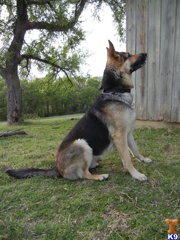 Black And Tan German Shepherd Puppies. AKC Black and tan German