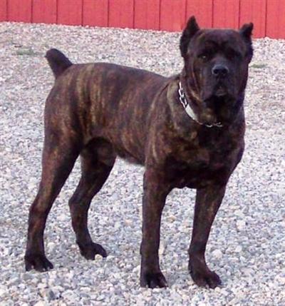 CHAMPION BLOODLINES Cane Corsos  3 year Guarantee