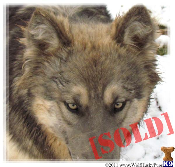 wolf puppies for adoption wolf hybrid puppies for sale quotes wolf puppies for adoption wolf hybrid puppies for sale quotes