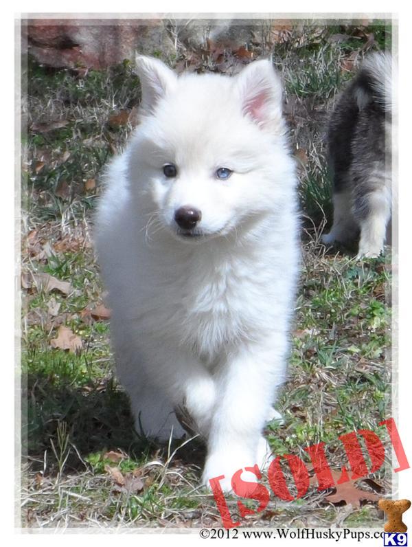 wolf puppies for sale in nc document moved wolf puppies for sale in nc document moved