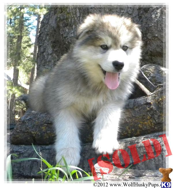 wolamute puppies for sale document moved wolamute puppies for sale document moved