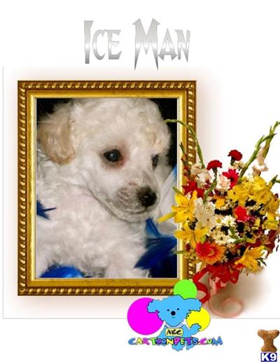 AKC Poodles