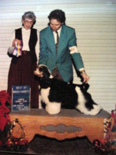 Cocker Spaniel Puppies AKC