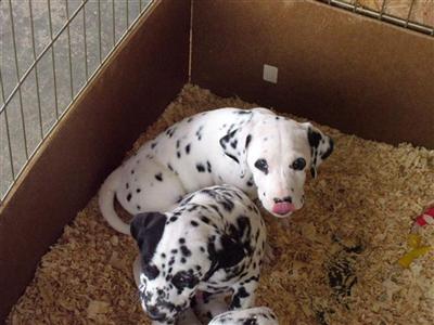 Dalmatian