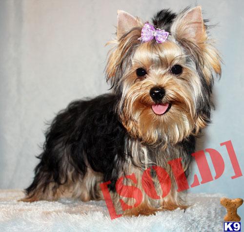 teacup yorkie boy names document moved teacup yorkie boy names document moved