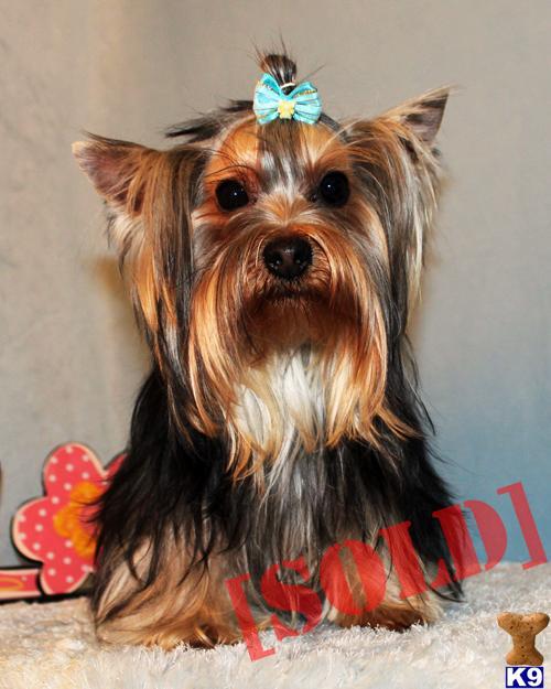 gray yorkie puppies document moved gray yorkie puppies document moved