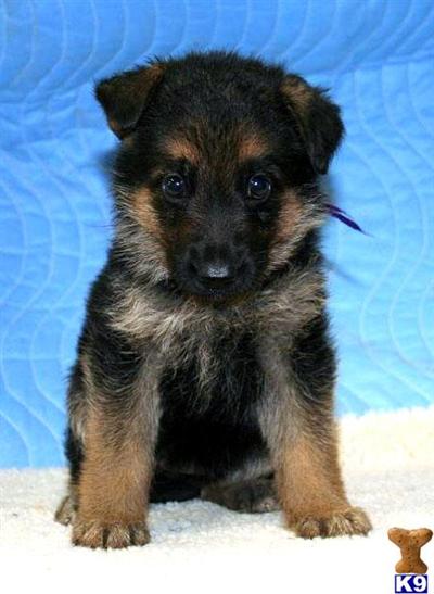 AKC German Shepherds from Show Champion lines