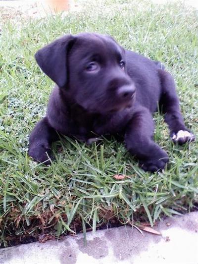 6 week old All black Pit/ Lab contact 805 304-8577 