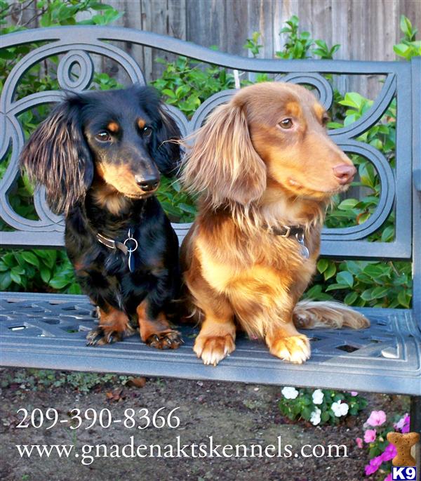 Lexis Casablanca Doghouse Riley