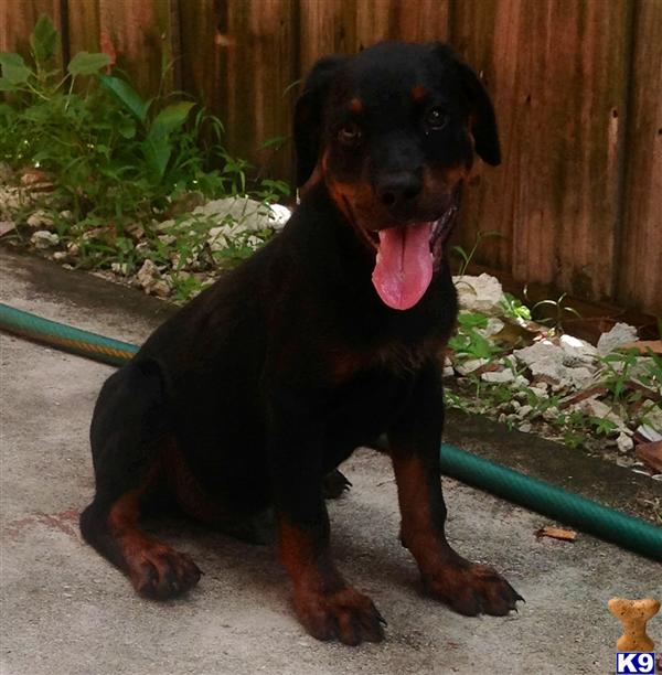 rottweiler puppies for sale in florida document moved rottweiler puppies for sale in florida document moved