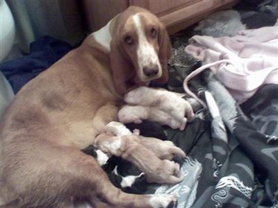 AKC BASSET HOUND PUPPIES CHAMPION BLOOD LINES