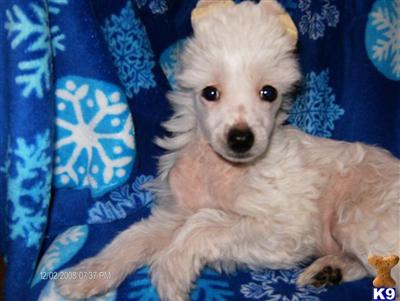 AKC Chinese Cresteds
