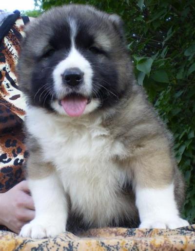 Puppies of the Caucasian sheep-dog