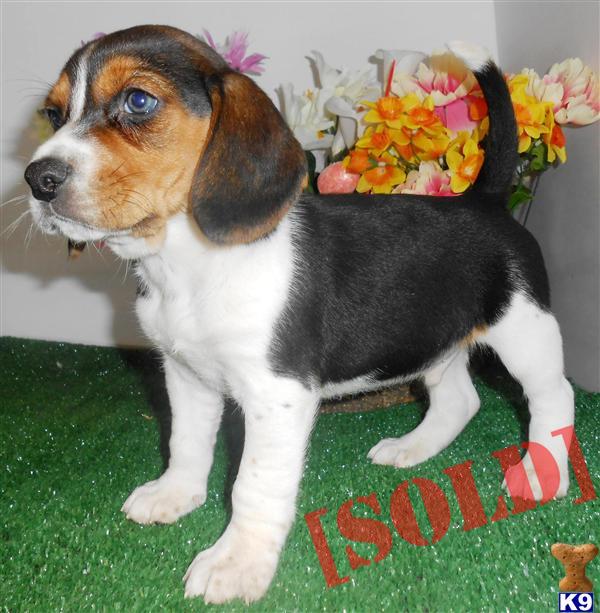 Chicago Beagle Puppies. Fun Loving Breed. Great For KIDS