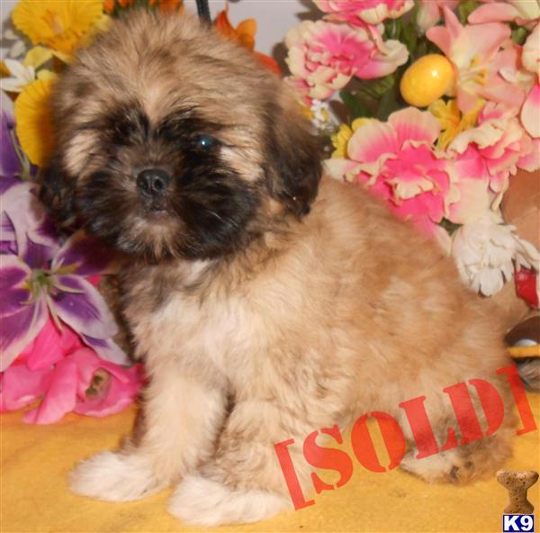 shih tzu allergy free document moved shih tzu allergy free document moved
