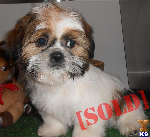shih tzu allergy free document moved shih tzu allergy free document moved