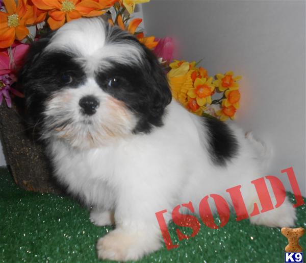 shih tzu allergy free document moved shih tzu allergy free document moved