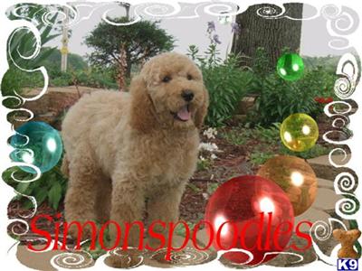Dogs for Sale in OH
