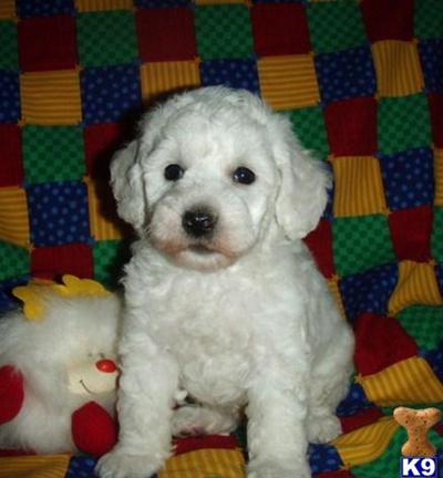 Poodle Puppies for Sale