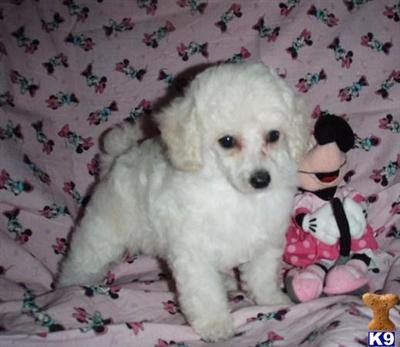 Poodle Puppies for Sale