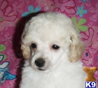Poodle Puppies for Sale