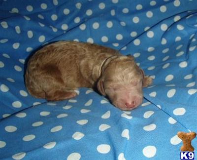 Poodle Puppies for Sale