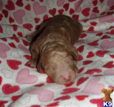 Poodle Puppies for Sale