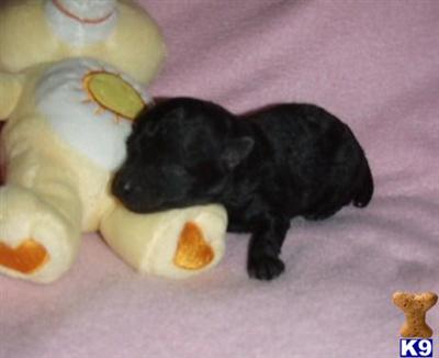 Poodle Puppies for Sale
