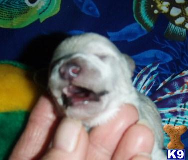 Poodle Puppies for Sale
