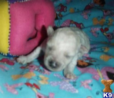 Poodle Puppies for Sale