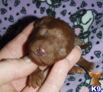 Poodle Puppies for Sale