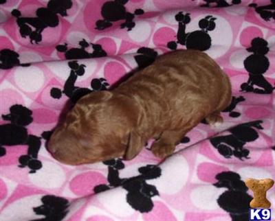 Poodle Puppies for Sale