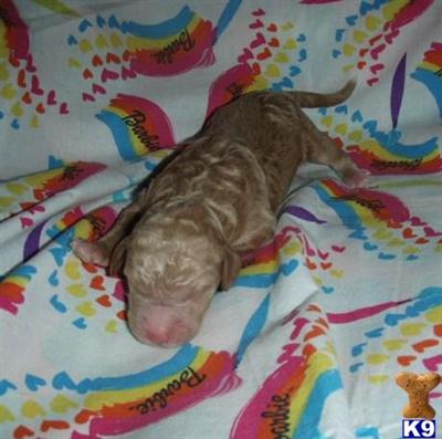 Poodle Puppies for Sale