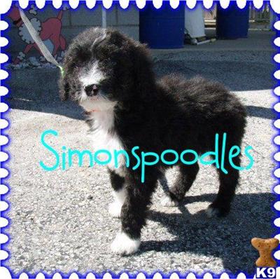 Goldendoodles Puppies for Sale