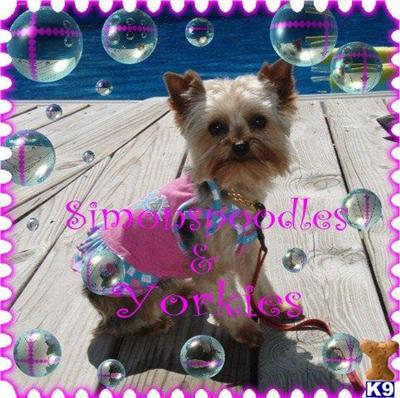Dogs for Sale in OH