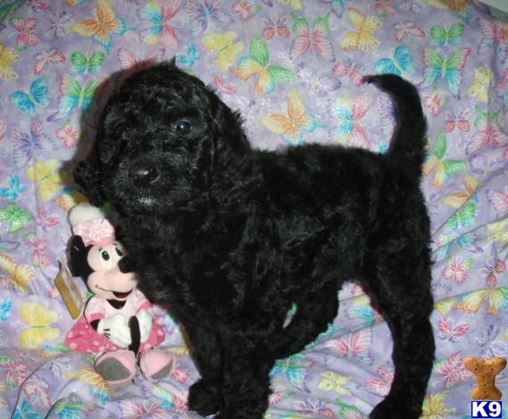 goldendoodle dogs for sale. goldendoodle puppies for sale