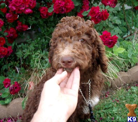 goldendoodle puppies for sale. Goldendoodles Puppies in OH