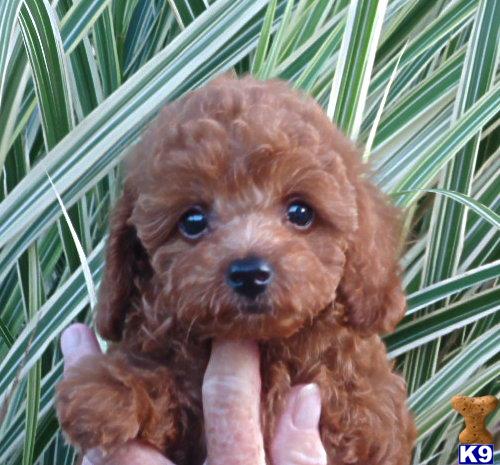 Puppies in Fremont
