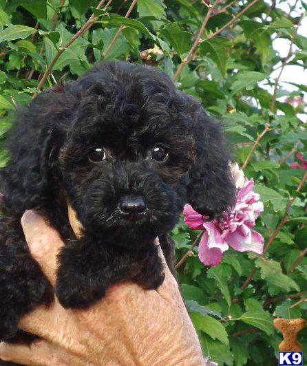 Puppies in Fremont