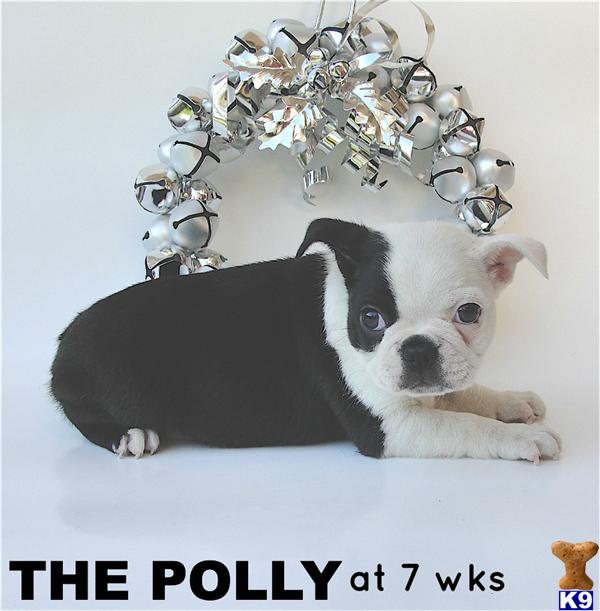 Boston Terrier Puppies in CA