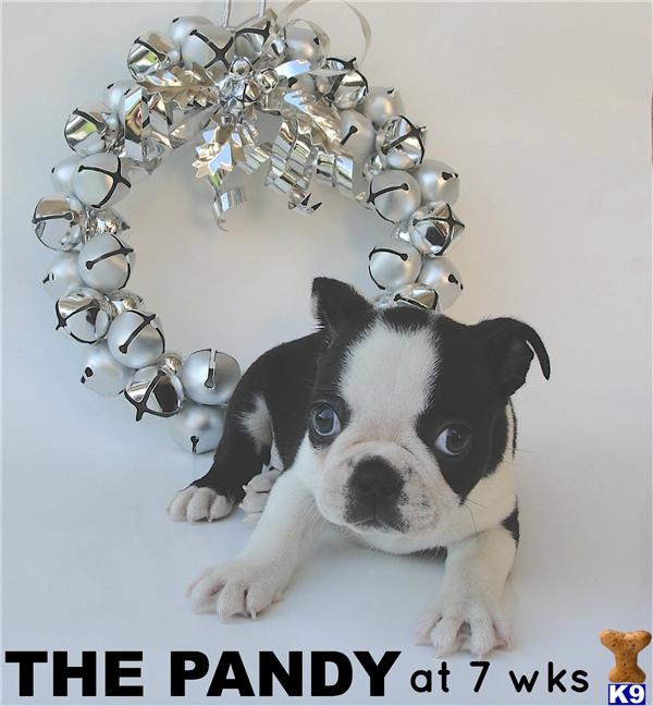 Boston Terrier Puppies in CA