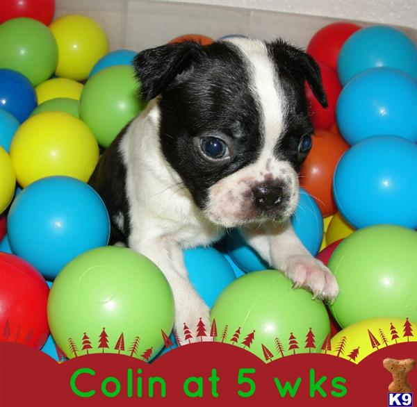 Boston Terrier Puppies in CA